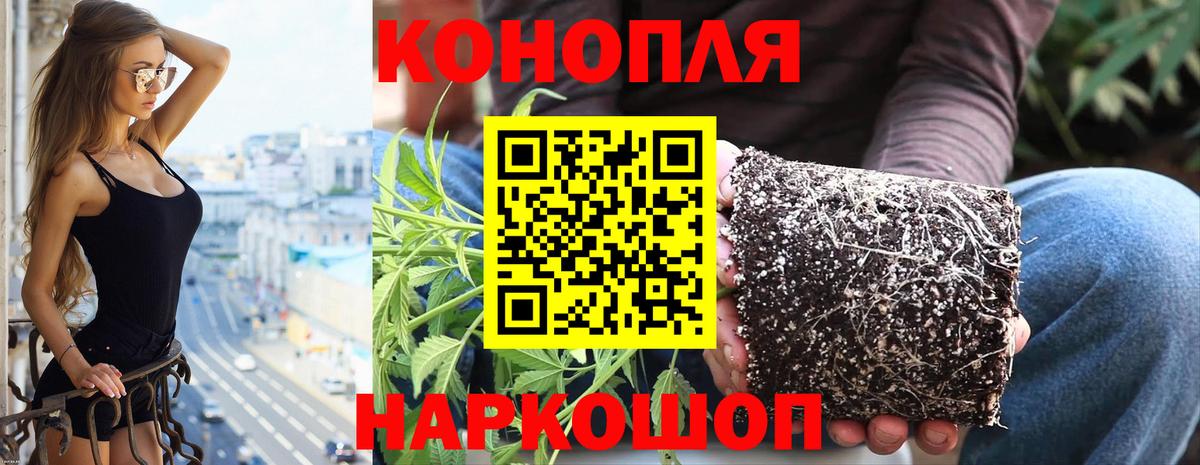 Конопля ГИДРОПОН  Бошки Шишки OG Kush  Каннабис SATIVA & INDICA  Лесозаводск  Вход с VPN  Каннабис марихуана 